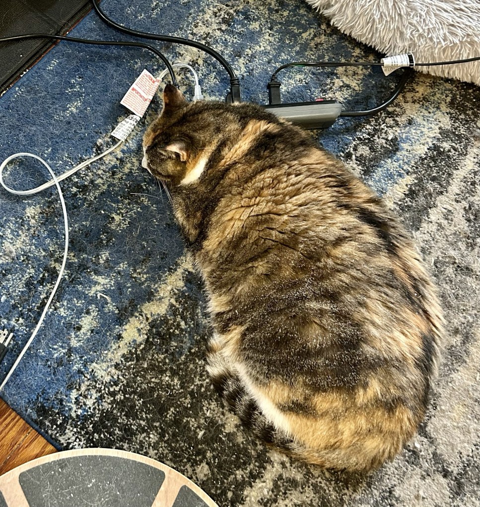 A large dilute tortoiseshell cat uses a surge protector as a pillow as she naps.