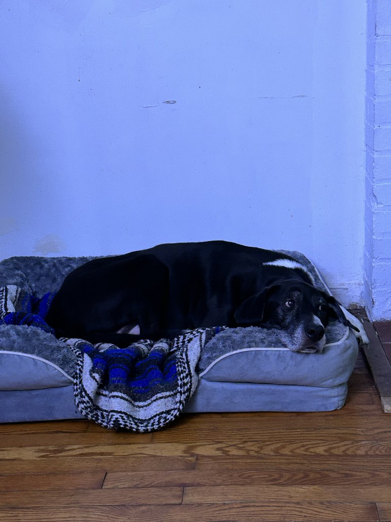 A large, extremely handsome black and white hound lounges on a dog bed and looks wistfully towards the kitchen.