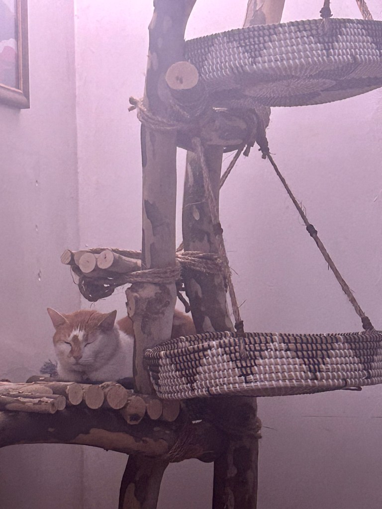 A ginger cat loafs with his eyes closed in a cat tree made of real tree branches.