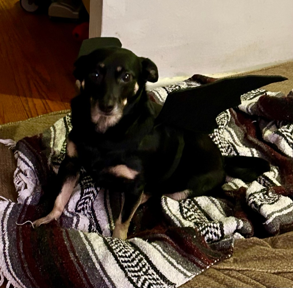 An adorable little black dog with caramel highlights sports a pair of black felt bat wings.  Her brown eyes are big, her pointy ears are back, and she looks most distressed.