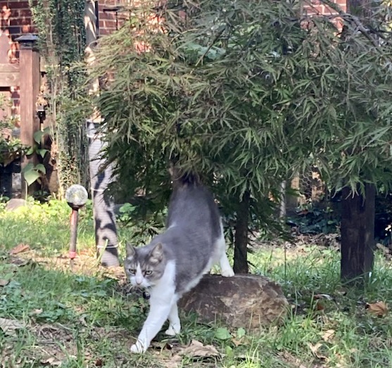 A petite white and grey cat performs an impressive frontal stretch as she emerges from beneath a miniature Japanese maple tree.