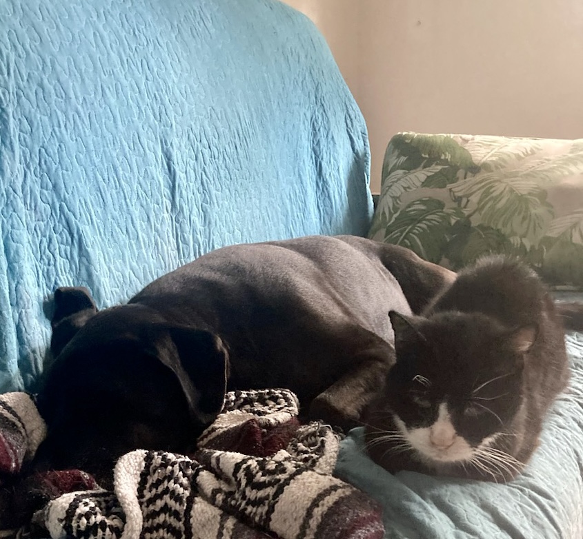 A tuxedo cat loafs on a futon next to a medium-sized black dog who appears to be completely zonked out.  The cat is wide awake and seems to be plotting.