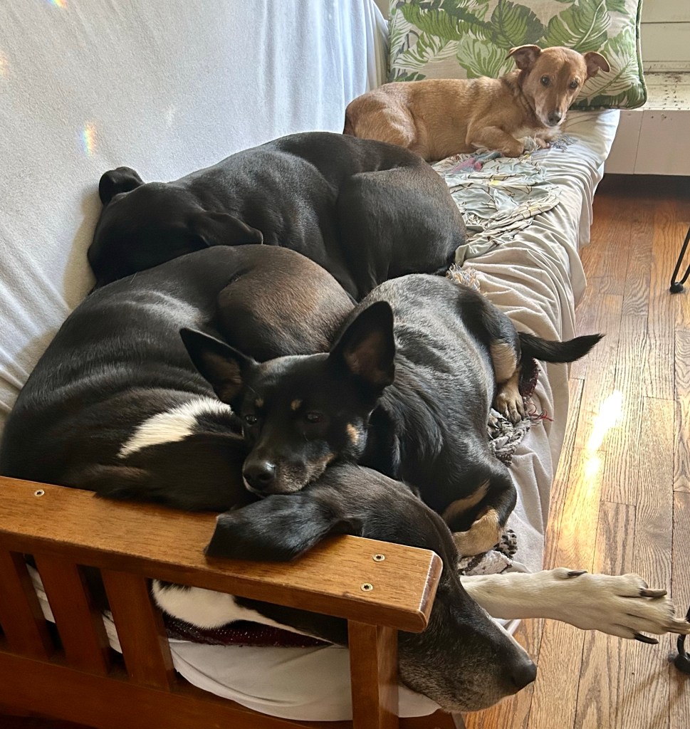 Four dogs lounge on a couch.