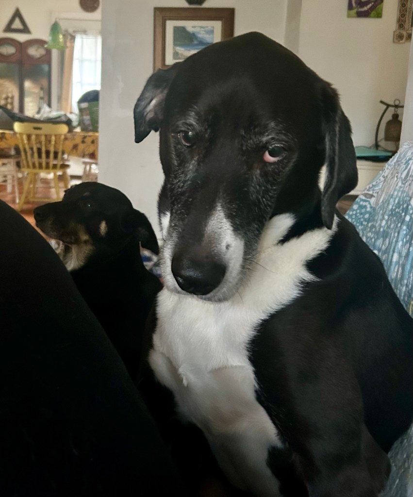 A large black and white hound sits atop a sofa and stares balefully at the camera.