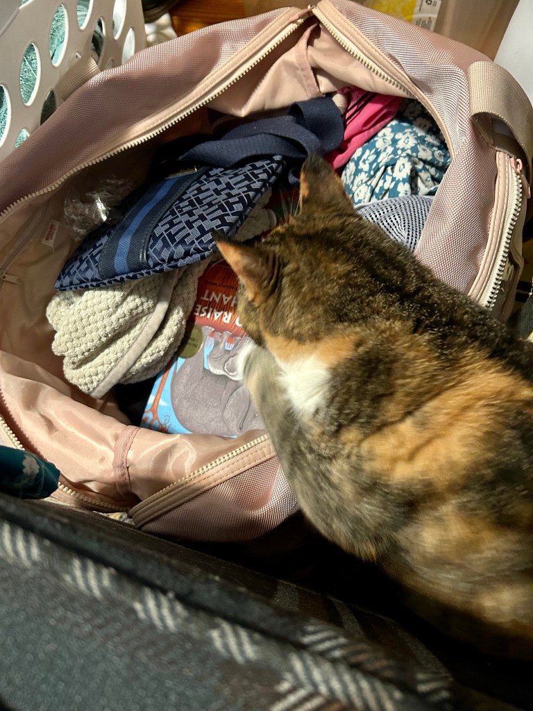A dilute tortoiseshell cat has her back to the camera and inspects the contents of an open, pink duffel-style bag in front of her.