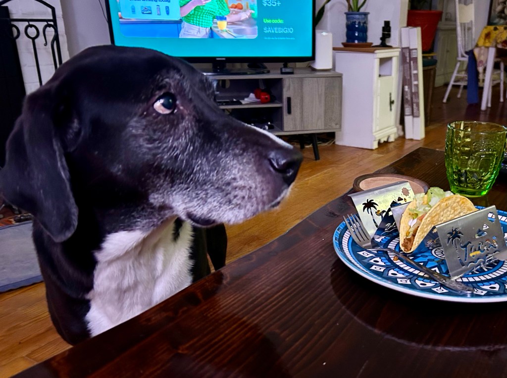 A taco sits in a silver metal holder on a blue and white plate atop a dark wooden coffee table.  A large black and white hound looms above the table and looks longingly at the person to whom the taco belongs.