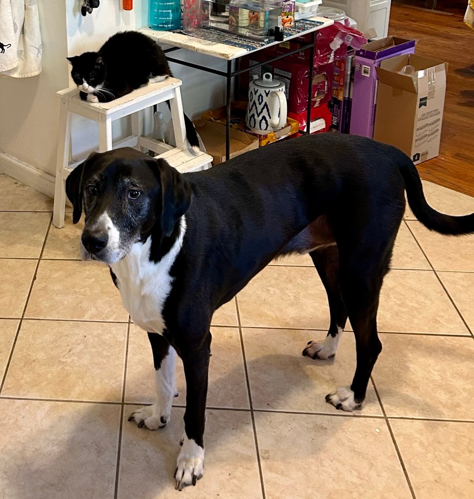 A large black and white shirt-haired hound stands in a kitchen.  Behind him, a tuxedo cat loafs on a white, wooden step stool.