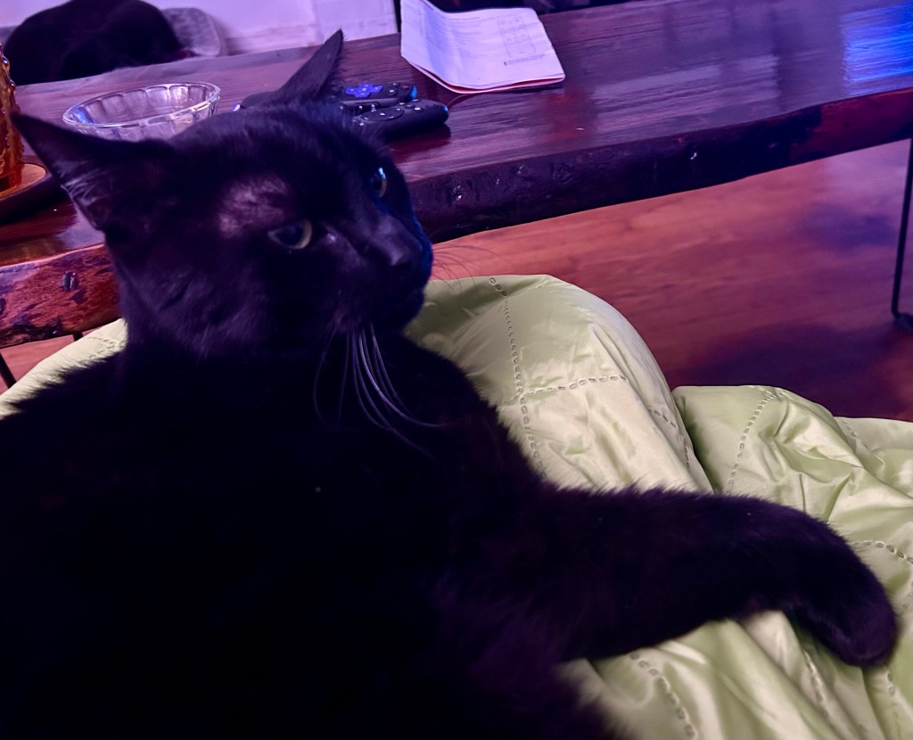 A magnificent black cat lounges atop his human’s lap, which is covered by a bright green quilted blanket.