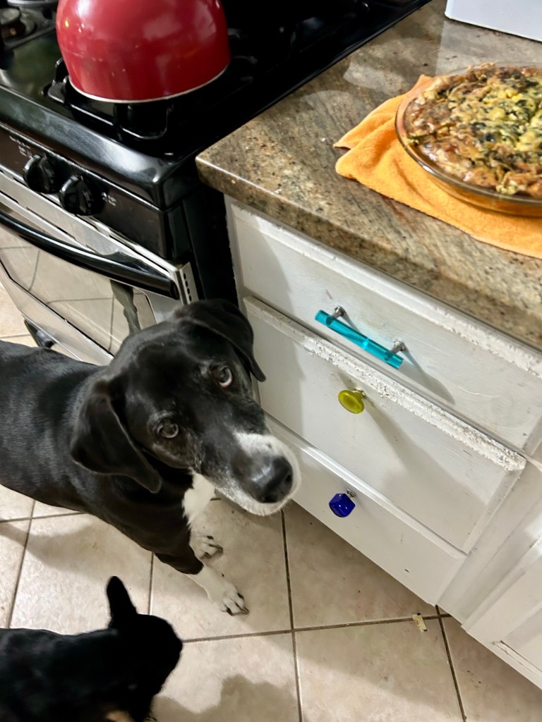A lovely, fresh baked spinach quiche sits on a kitchen counter to cool.  A large black and white hound looks up meaningfully at the human who baked the quiche.  He would like a slice or two or three or maybe the whole thing.