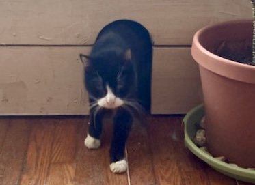 The same cat emerges from his delightful cave to take a healthy walk.