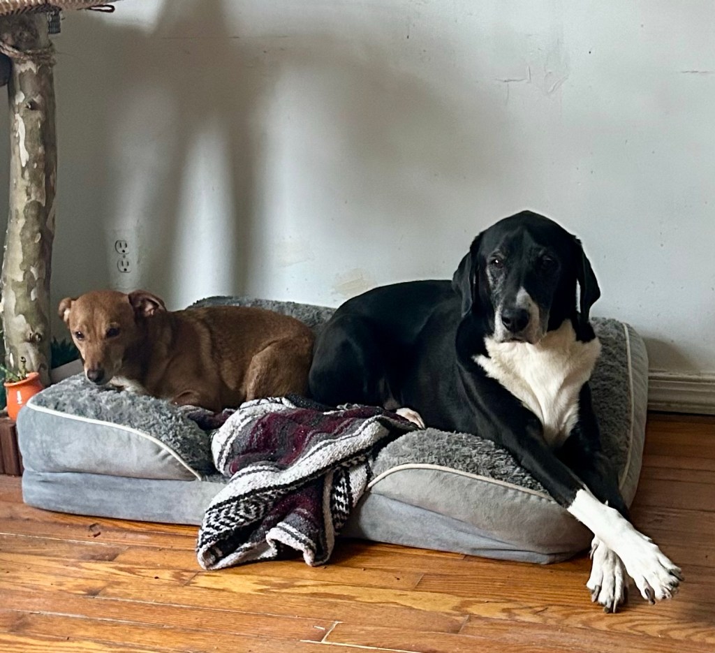 A large black and white hound lounges on a grey dog bed next to a much smaller yellow dog. The hound crosses his gigantic white front paws. Between his tuxedo and the paw cross, he is the epitome of fanciness.
