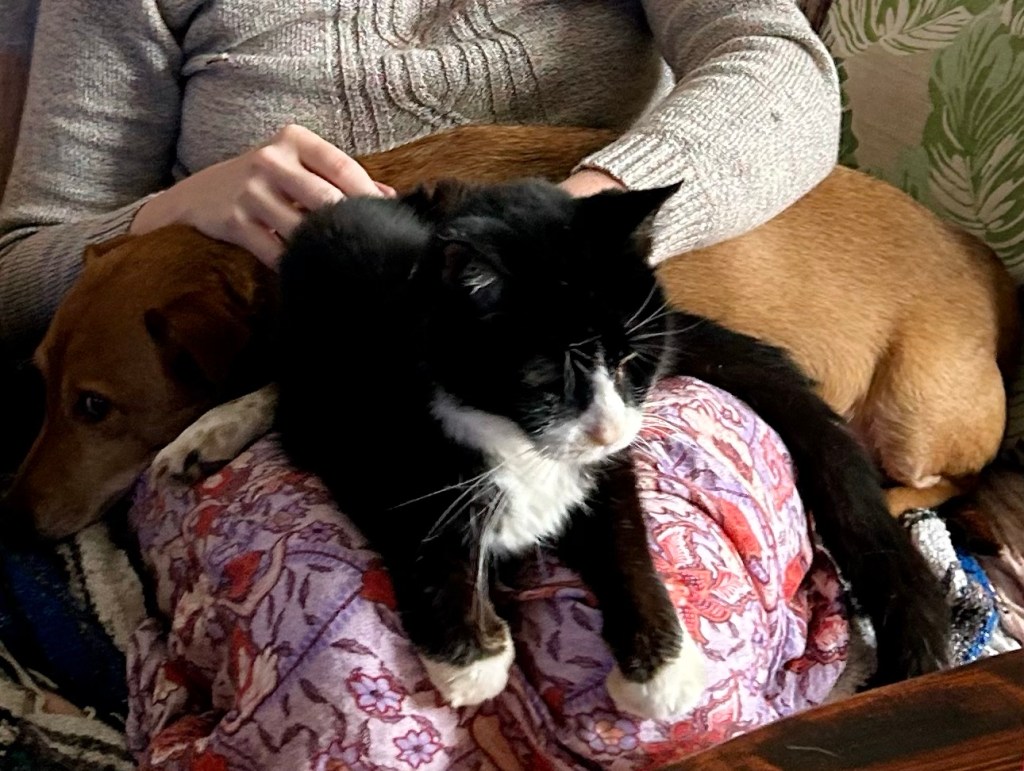 A black and white cat sits on the lap of a woman wearing a beige sweater and a violet floral patterned skirt.  Behind the cat and also on the lap, there is a smallish short-haired golden dog.  The dog looks a bit cowed by the cat, as well he should be.