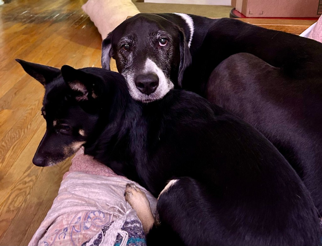 A large black and white hound rests his muzzle atop a much smaller black dog with caramel highlights.