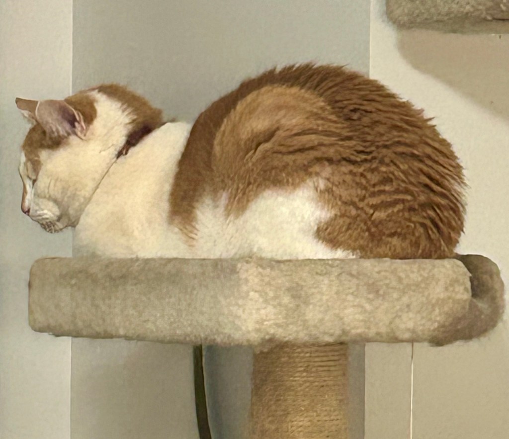 A shorthaired ginger and white cat sits in loaf position atop a beige cat tree with his eyes closed.  He is obviously ignoring you.  You should not take his photo.