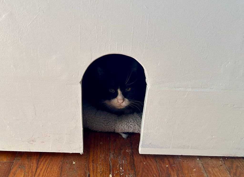Close up of the cat.  He looks like a lion glaring menacingly.  No one should make the mistake of disturbing him.