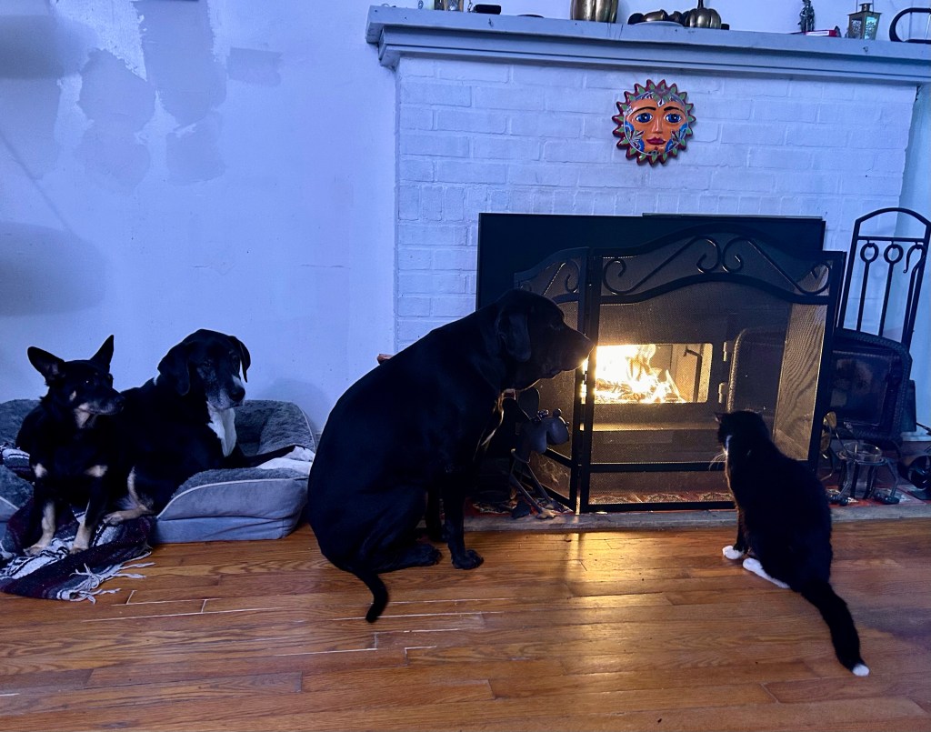 A black and white tuxedo cat sits in front of a bright fire crackling in a white brick fireplace.  To his left, three black dogs look on longingly, but know better than to approach.