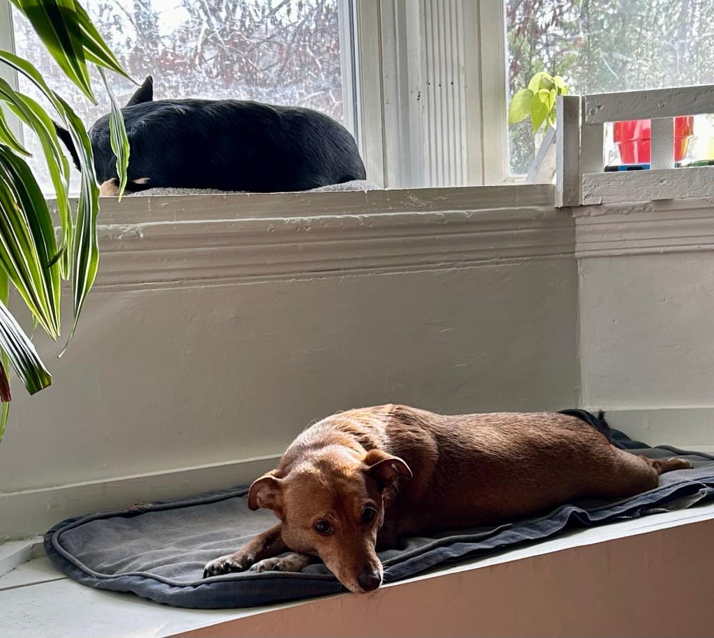 A golden dog lounges on his tummy on a blue cushion atop a bay window seat. A little black dog snoozes on the bay window ledge with her back to the camera above him.