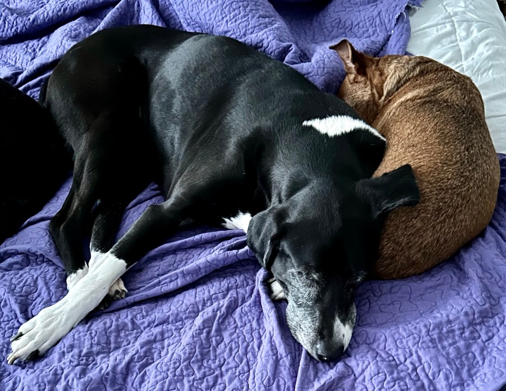 A large black and white hound is curled up next to a much smaller golden colored dog atop a solid purple quilt.  The big dog rests one of his cheeks against the little dog, and one of his ears drapes over the little guy’s rump.