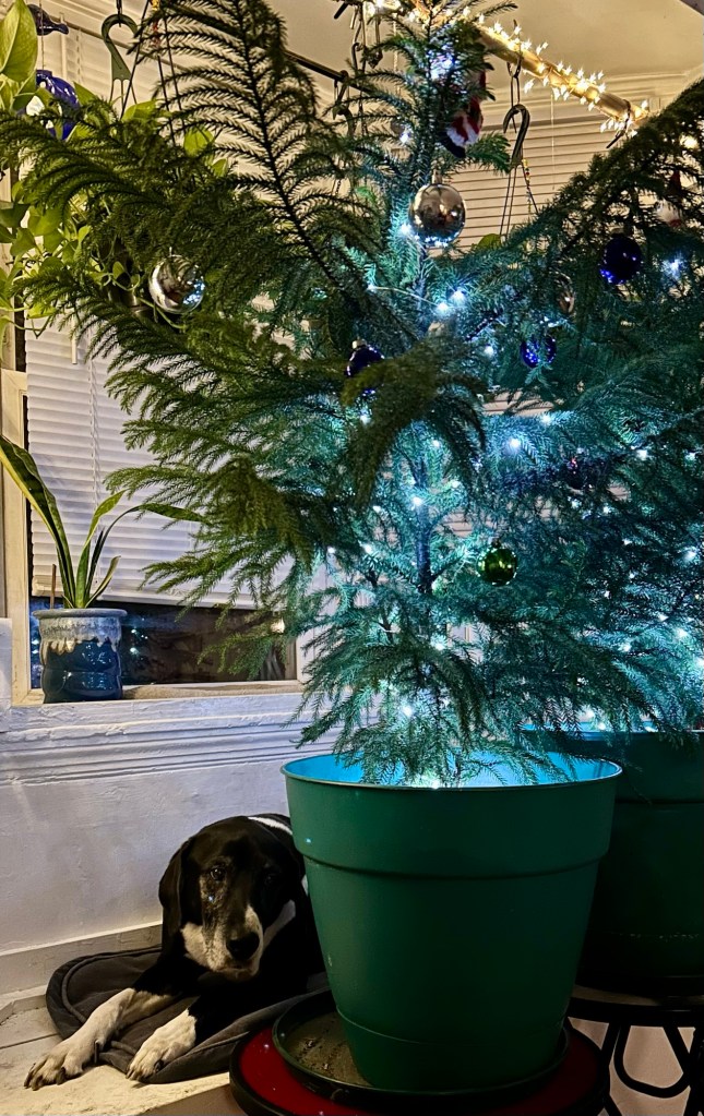 A large black and white hound peaks out from behind two medium sized potted Norfolk Island pines that are decorated with fairy lights and shiny balls for Christmas.