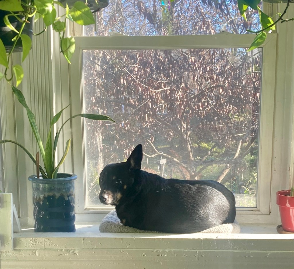 A little black shorthaired dog, with caramel markings on her pointy snout, basks in the sun in a grey dog bed on the ledge of a bay window.  She is looking over her shoulder, a bit worried, with one of her pointy ears perked inquisitively.