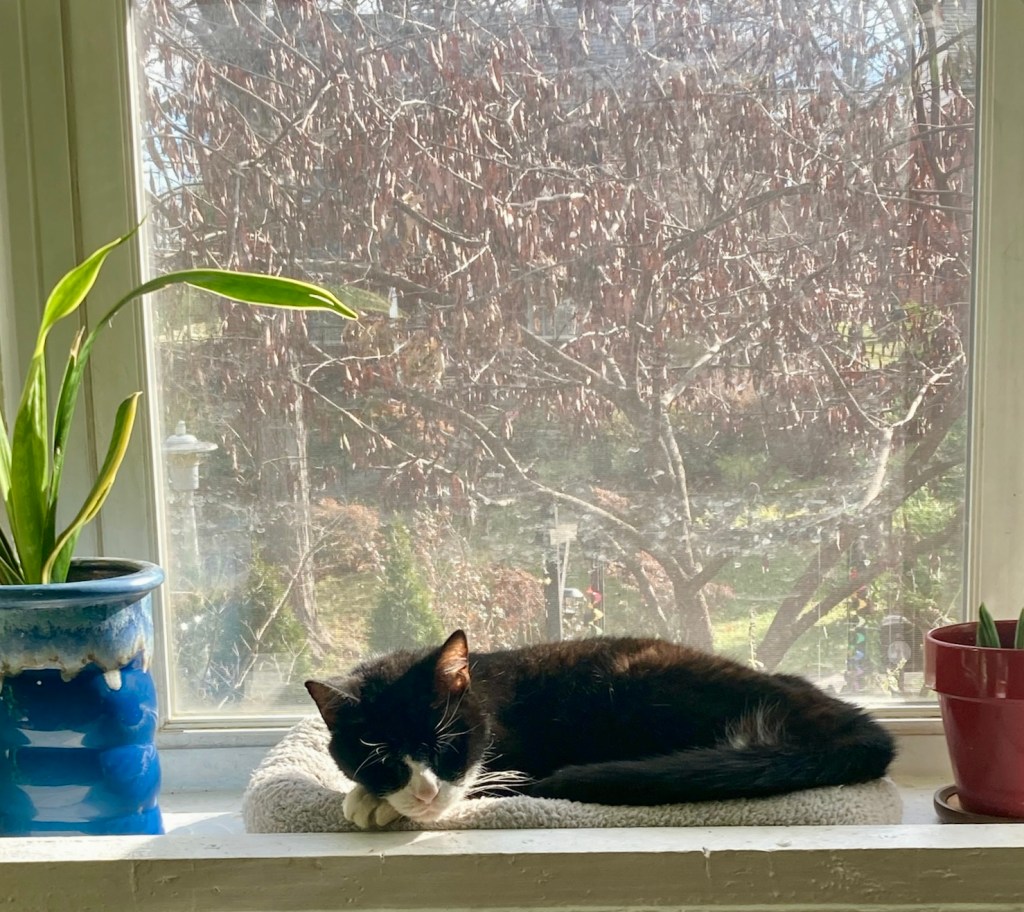 We were wrong.  It is a grey cat bed and not a dog bed.  It’s the same scene as before, except that a black and white tuxedo cat has taken the place of the little dog.  His back is to the window and he is curled up, snoozing away in the cat bed as the sun rays warm his fur.