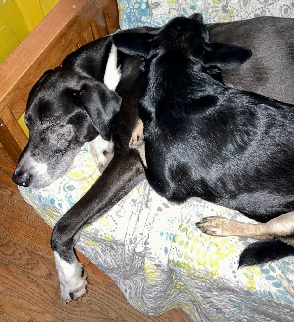 A little black shorthair dog with caramel paws and caramel accents on her muzzle sleeps on top of a much larger shorthair black and white hound atop a futon.  The little dog’s pointy ears are semi-perked, as if she could wake up at any moment.  One of the hound’s front legs hangs off the futon.  He looks as if he could sleep away the whole day, if not the whole weekend.