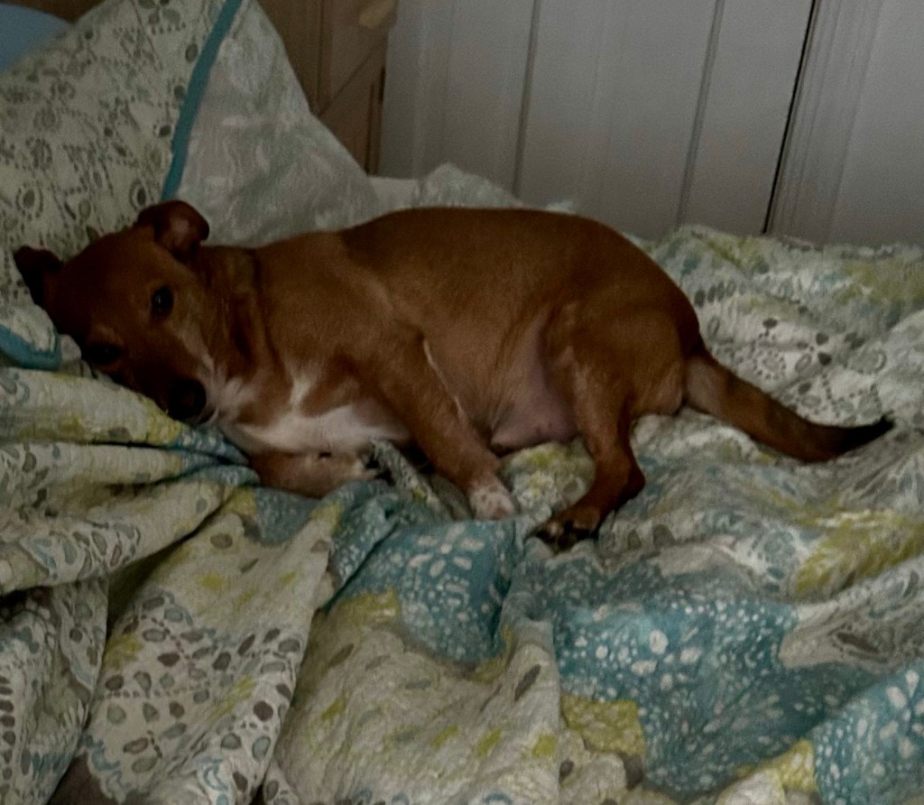 A little short haired golden dog with curled ears and a white belly is curled up on a blue and yellow floral pattern quilt on a bed.  His head is on the pillow and his big, brown eyes are about to close.  He is going nowhere anytime soon.