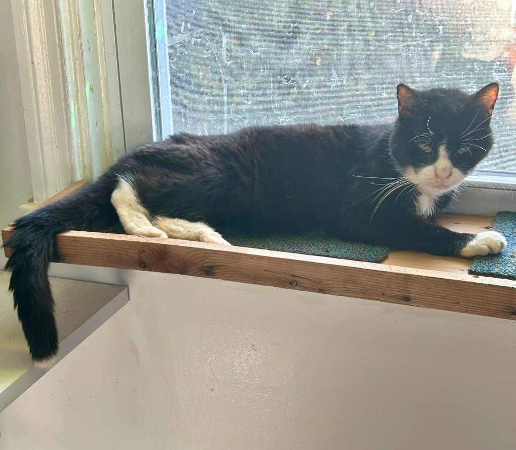 A magnificent black and white tuxedo cat lounges on a wooden cat-sized window perch.