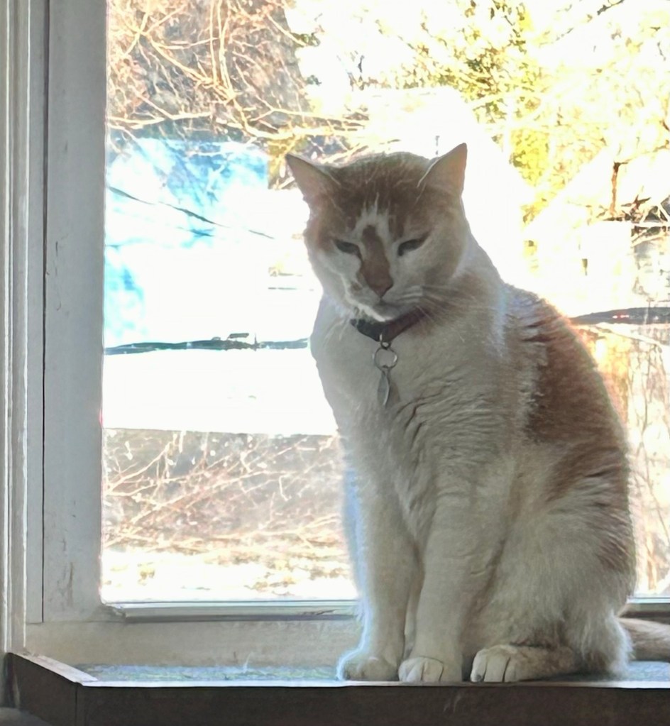 A handsome ginger and white cat sits on a wooden cat-sized window perch with his back to the window.