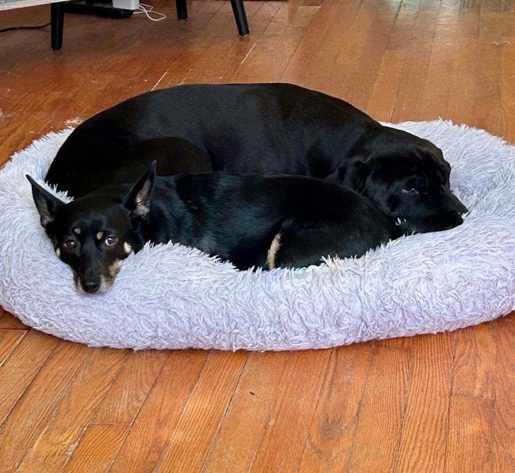 Two glossy black dogs lie cuddled up together on a fluffy grey dog bed.