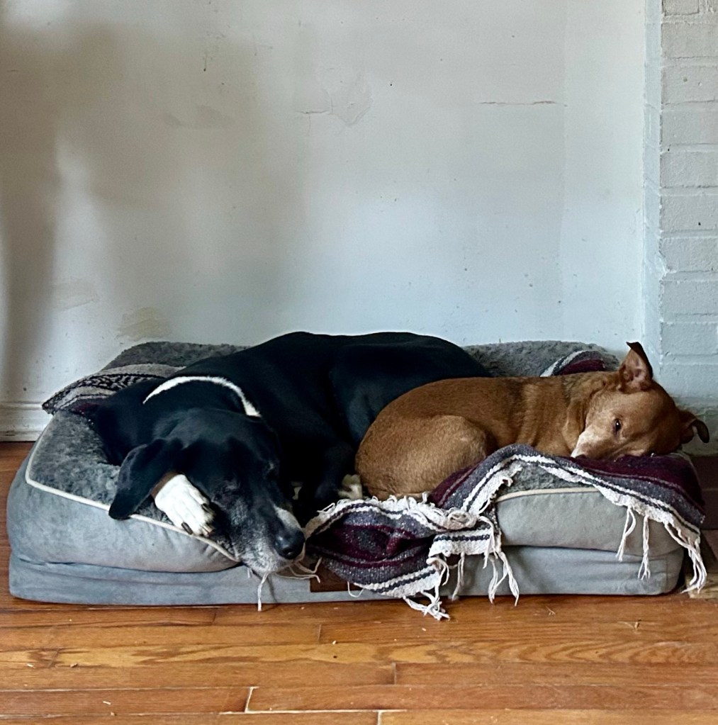 A large black and white hound lays on a large grey dog bed, cuddled up around a much smaller golden dog.