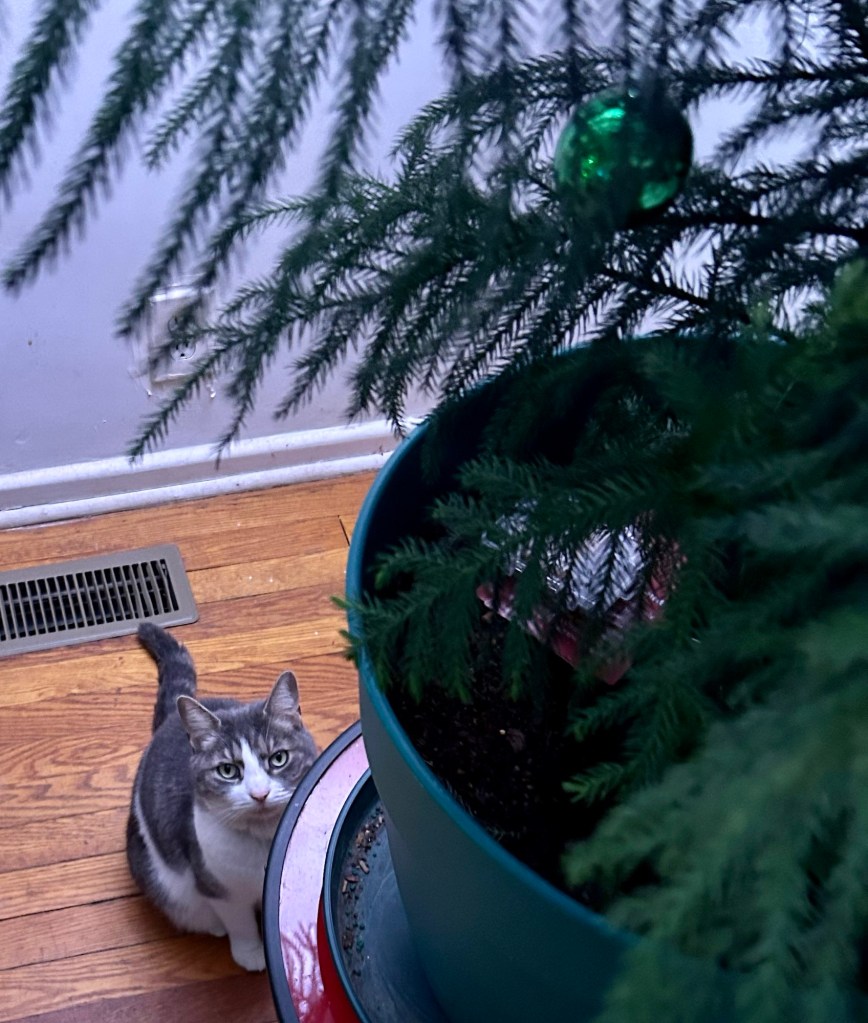 A pretty grey striped cat with a white chest, white front paws, and a snowy muzzle sits in Egyptian pose on a hardwood floor with her tail extended and slightly curled behind her.  She is looking up with alarm at a medium sized potted Norfolk Island pine from which her human is removing Christmas ornaments.  A single, lonely shiny green ball remains on the lower branches.