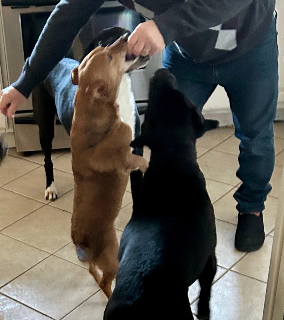 A man stands in a kitchen and gives treats to two large black shorthair dogs and a much smaller golden shorthair dog.  The two big dogs stand on all four paws, whereas the little guy balances on his hind paws and stretches up for a delicious treat.