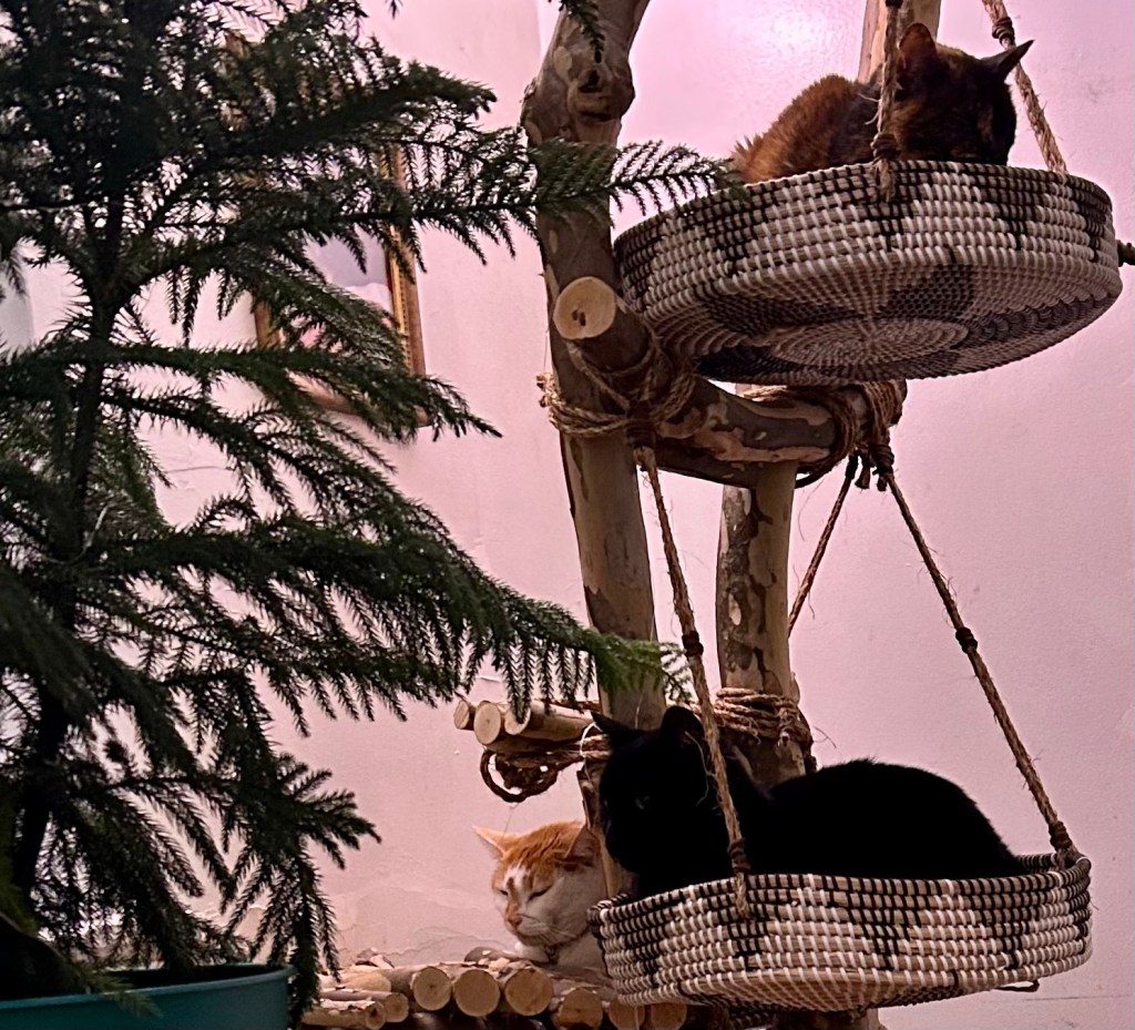 Three cats lounge on three platforms on a rustic cat tree.