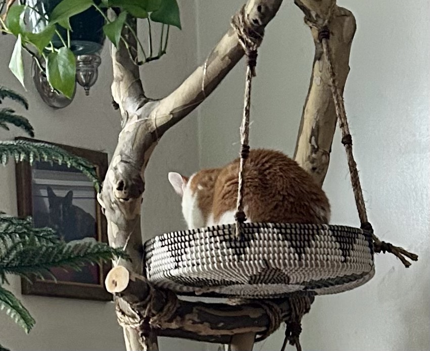 A ginger and white shorthair cat loafs on a natural cat tree with his back pointedly to the camera.