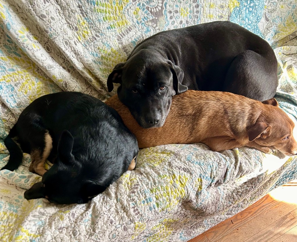 Three shorthair dogs, a small black one, a big black one, and a little golden one, lounge on a couch together.  The big black dog rests her enormous noggin atop the little golden dog’s flank.  