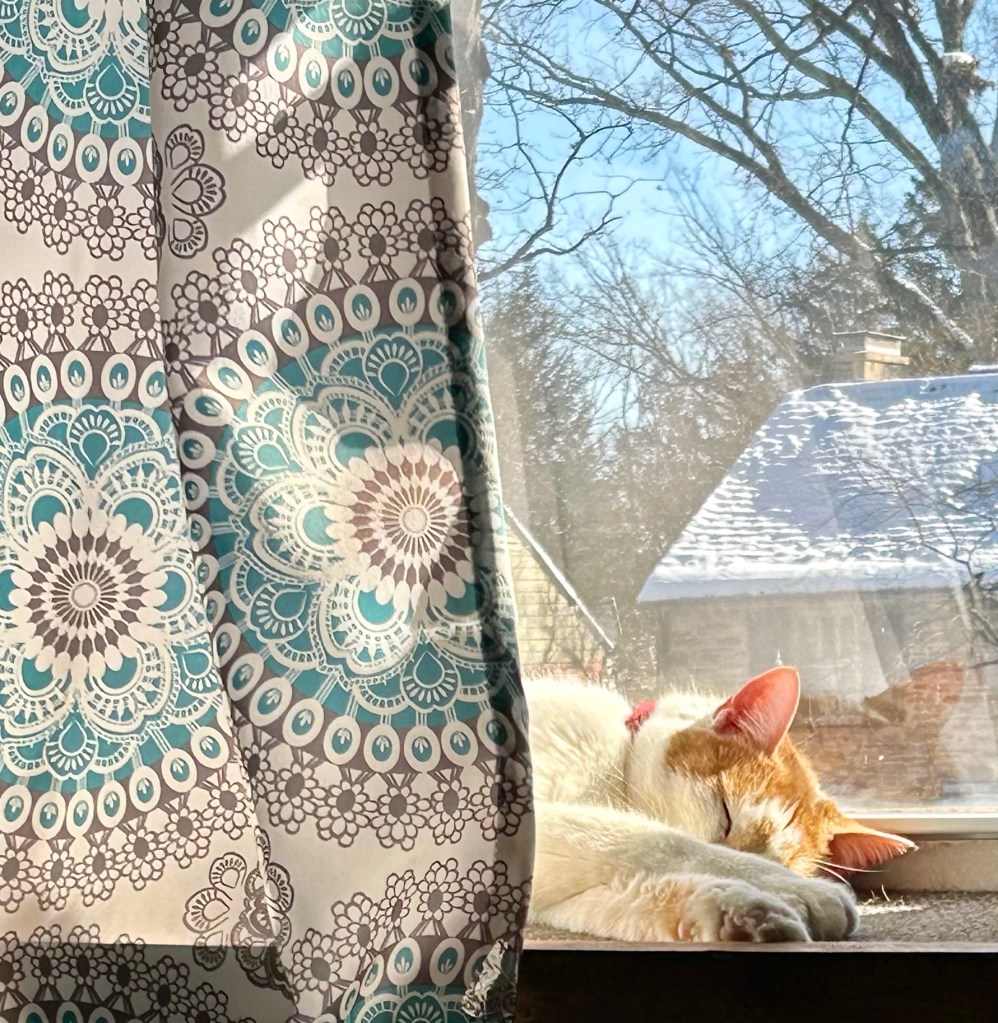 A handsome ginger and white cat snoozes on a sunny window ledge.  His front paws are crossed and his bottom half is obscured by a grey and blue patterned curtain.