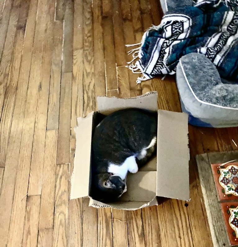 A little stripy gray and white shorthair tabby cat with a white chest and paws snoozes on her side in a cozy cardboard box.