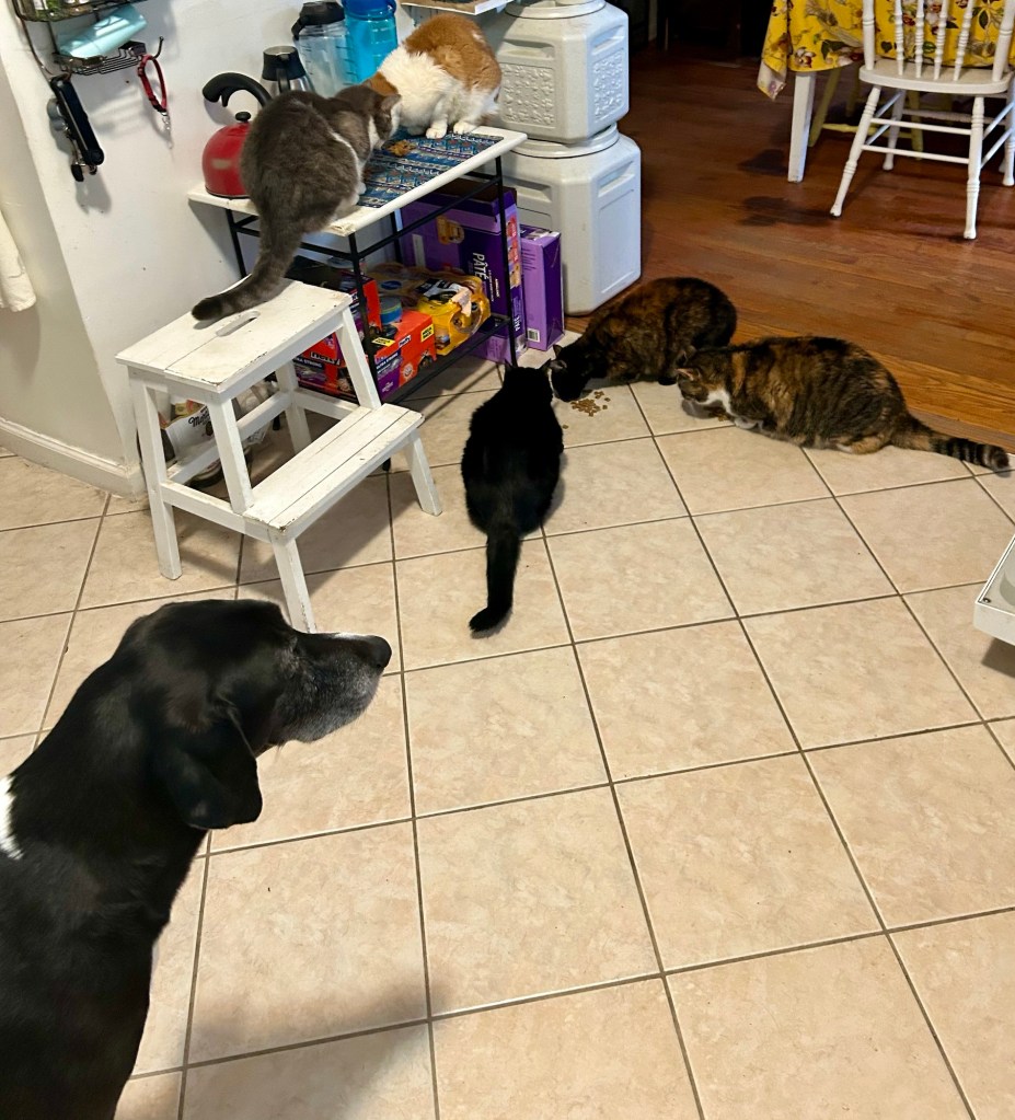 A large black dog looks on with dismay as five cats munch on generous piles of treats in a kitchen with a tan, square tile floor.