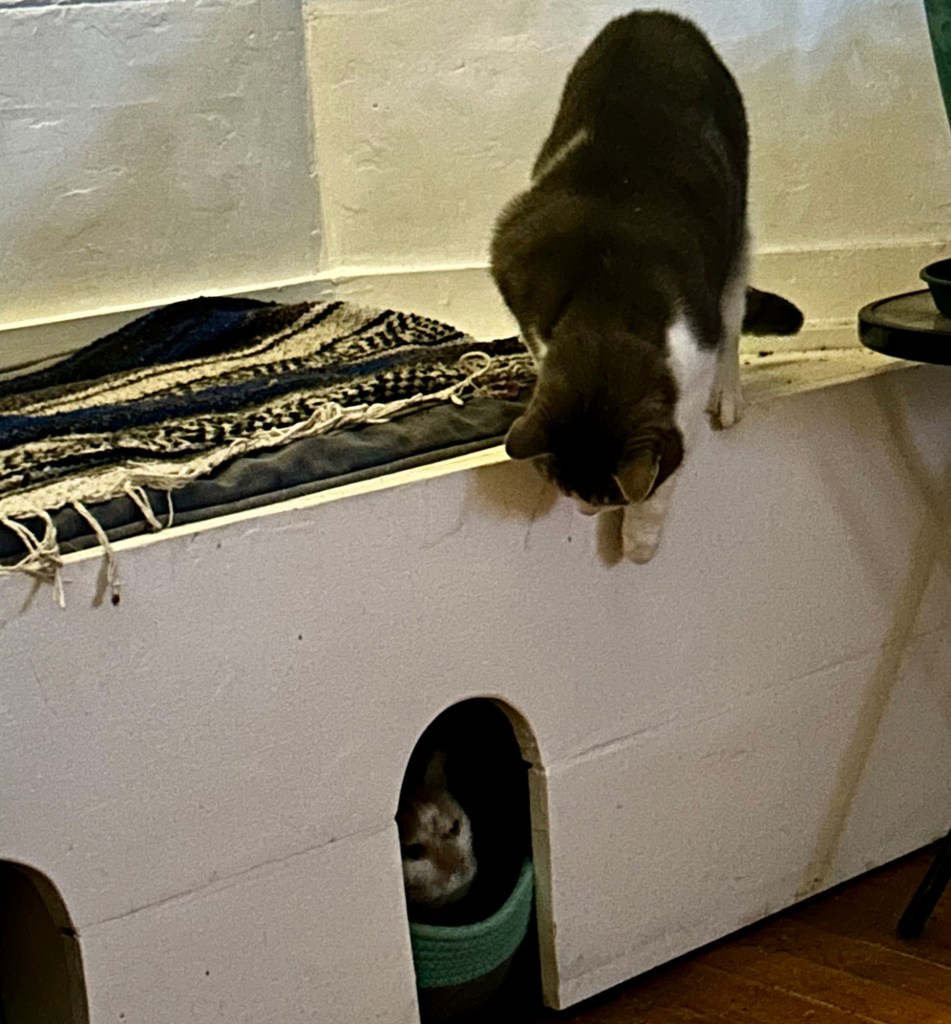 A ginger and white cat lounges in a cat-sized compartment built into a window seat.  There is a grey, stripy tabby crouching on the seat and reaching a paw down towards the ginger cat.