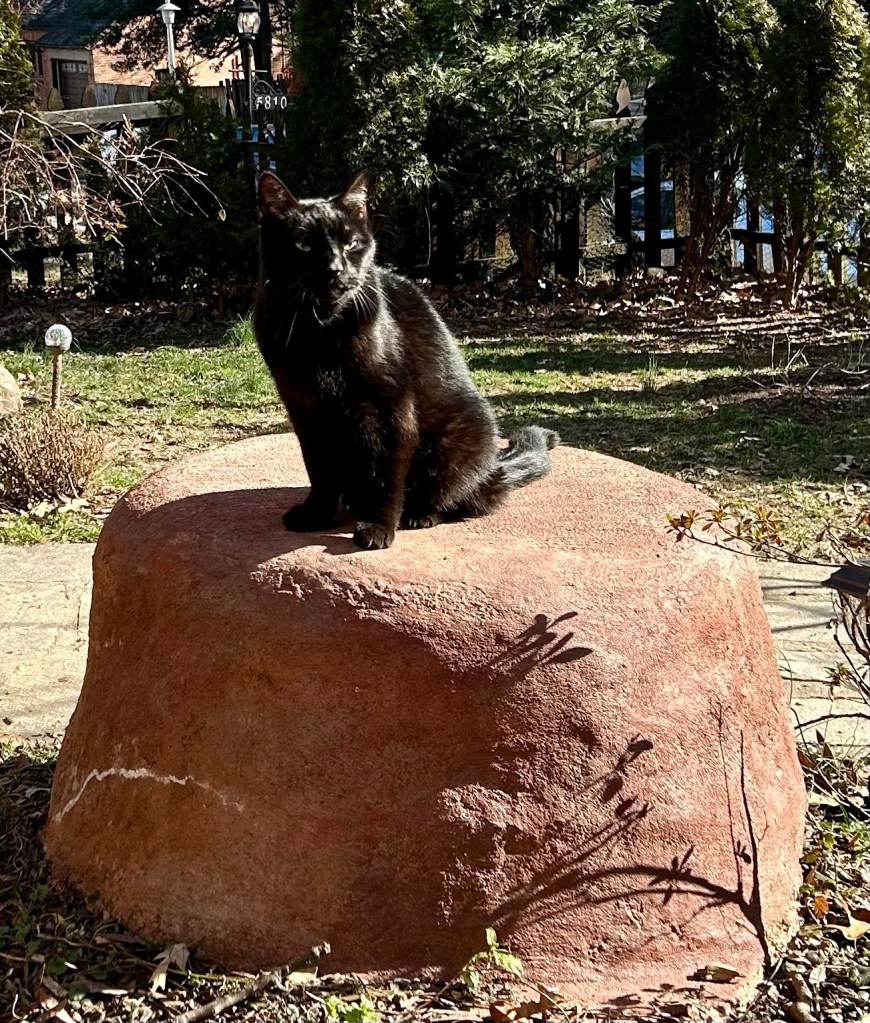 A magnificent, glossy, shorthair black cat sits in upright Egyptian pose atop a small red boulder in a yard with sparse grass, an old stone walkway, and a brown wooden fence, semi obscured by ample shrubbery.