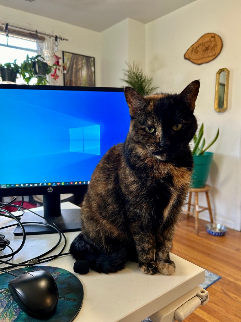 A petite, glossy, shorthair tortoiseshell cat sits on a home office desk with a computer monitor behind her and a laptop mouse in front of her.  She is absolutely glaring at the person behind the desk who, judging by the cat’s expression, is far from meeting her KPIs.
