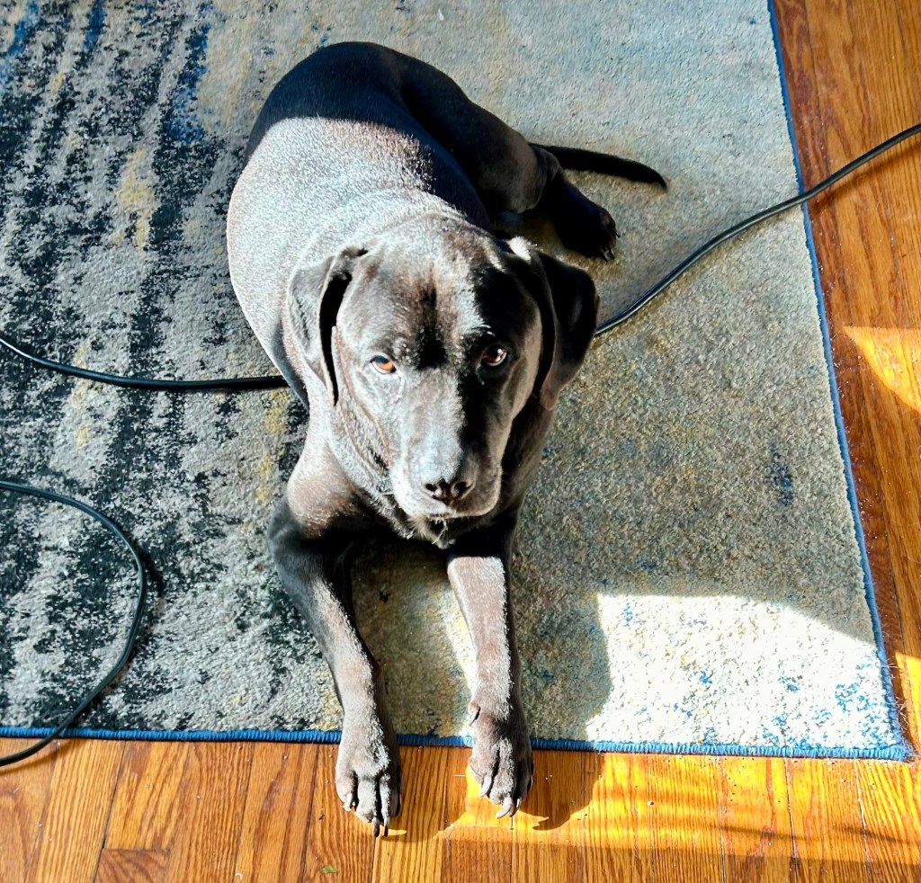 A large, shorthair black lab/pitt mix dog lays in a sun puddle on a blue patterned rug. Her front legs are fully extended to take advantage of the light, whereas her hindquarters remain in a shadow as the sun puddle is not large enough to accommodate her full body. She will need to switch her position eventually to obtain an even tan.