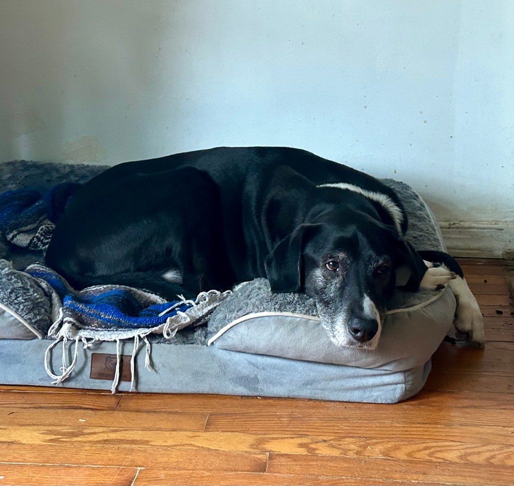 A large black and white hound lays on a comfortable looking grey dog bed.