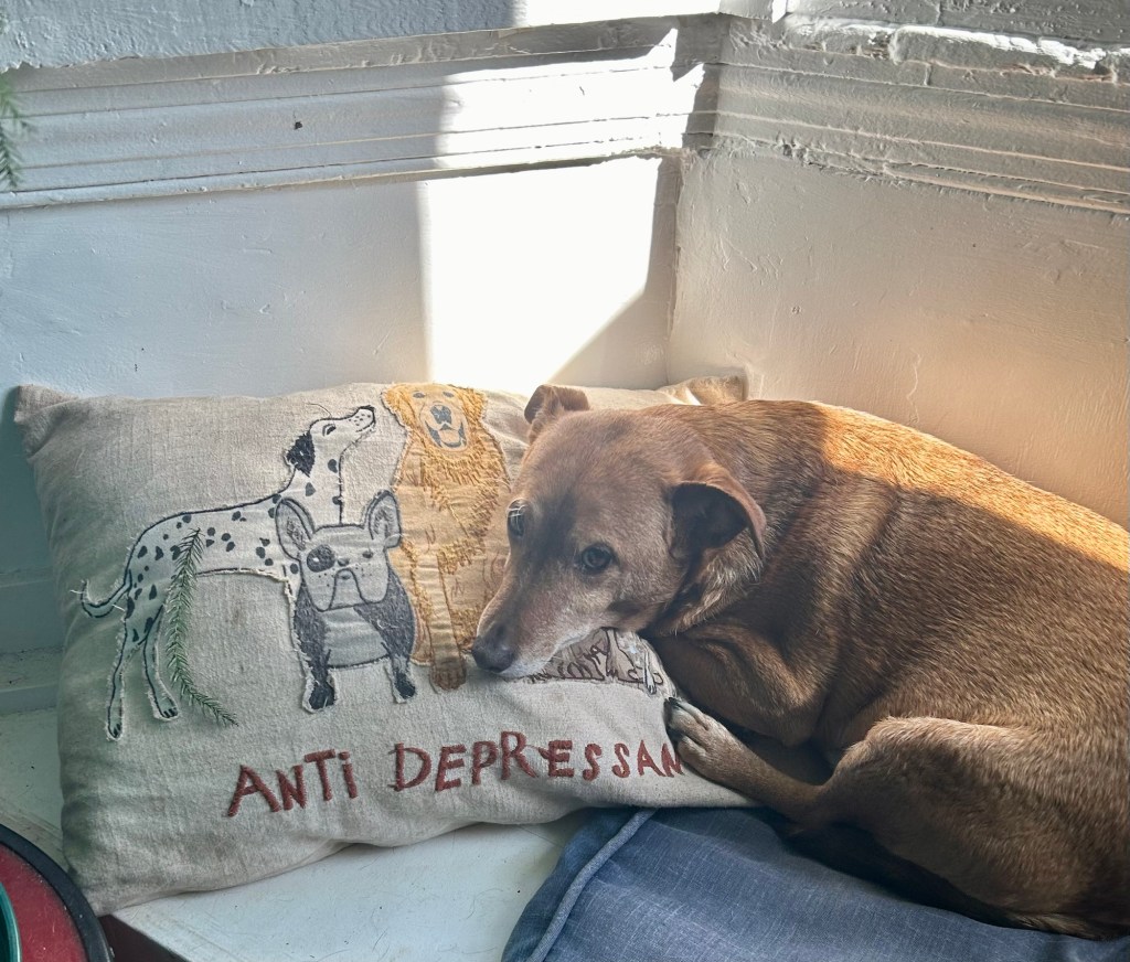 A little shorthair dog with golden fur and foldy ears lays on his side in a sun ray on a window seat. His sweet head is propped up on a pillow decorated with several different dogs and the embroidered words Anti-depressants.