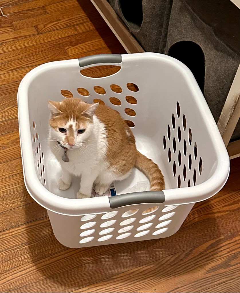 A handsome stripy ginger shorthair cat sits in a white laundry basket.