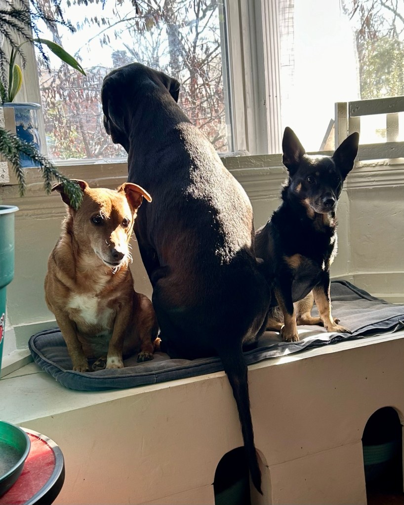 Three dogs are sitting on a window seat built into a bay window.  The largest dog, a black shorthair with floppy ears sits with her back to the camera as she watches the tree-filled lot.  Two little shorthair dogs, a yellow one to the left and a black and caramel one to the right, flank the big dog and focus on the inside, particularly any sounds and/or smells emanating from the kitchen.