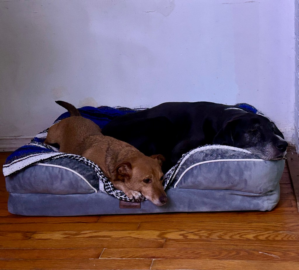 A little yellow shorthair dog lounges on a big grey dog bed next to a large black and white hound.