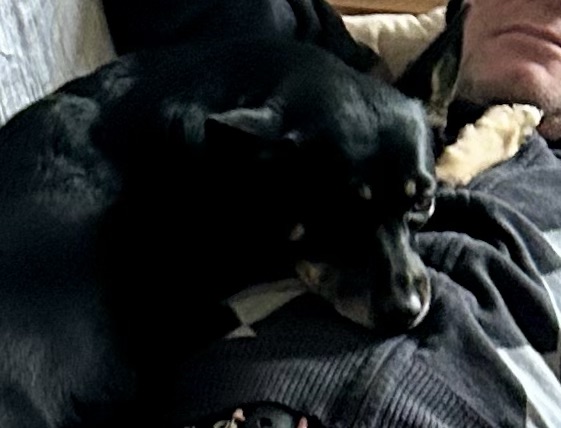 A small shorthair black dog with caramel paws and little caramel patches on her sweet face lays on top of a man”s chest.  