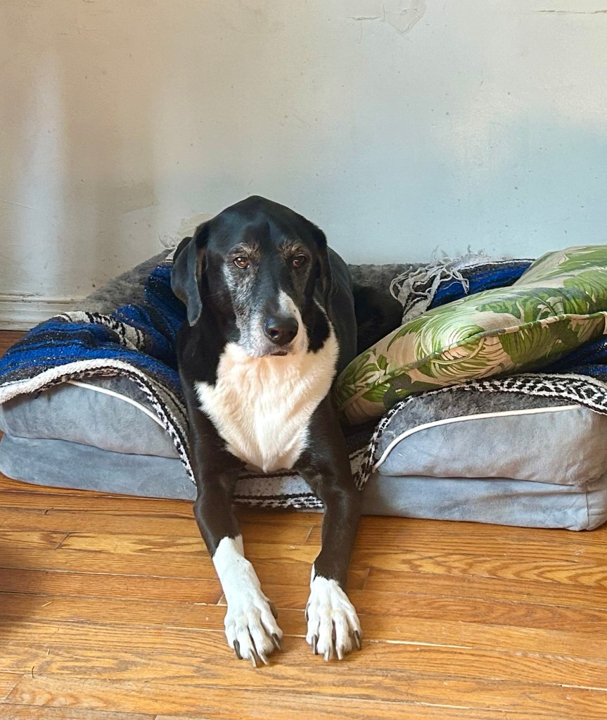 A large black and white hound lounges on a big grey dog bed.